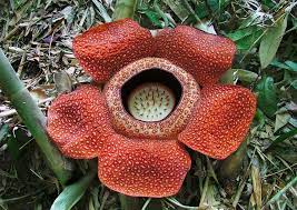 World’s largest flower risks extinction