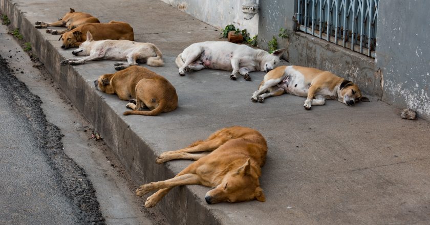 Malaysia plans to stop the rabies epidemic by 2030